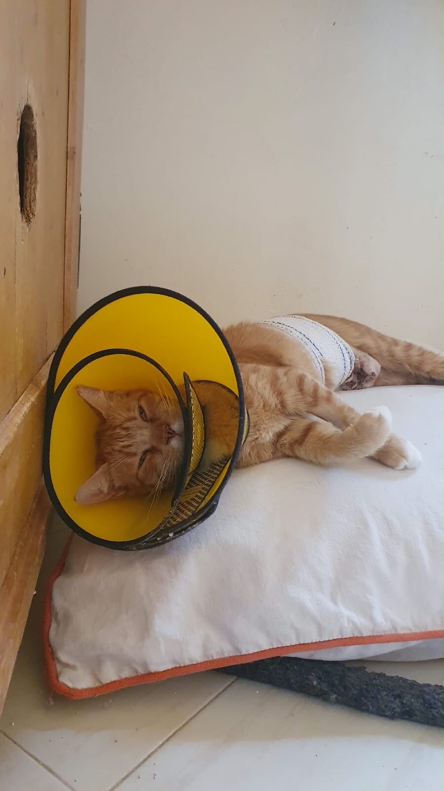 Aidons Goldie à revenir à la vie 