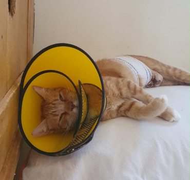 Aidons Goldie à revenir à la vie 