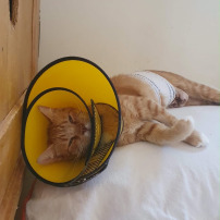 Aidons Goldie à revenir à la vie 