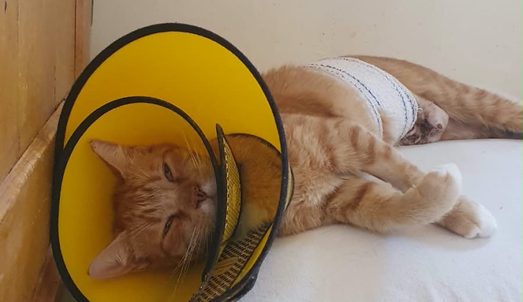 Aidons Goldie à revenir à la vie 