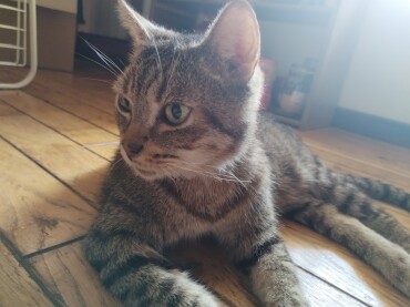 Financement frais de vétérinaire pour Kanaille le petit chat