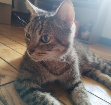 Financement frais de vétérinaire pour Kanaille le petit chat