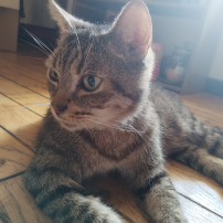 Funding veterinary fees for Kanaille, the little cat