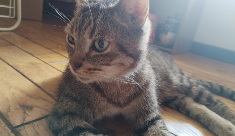 Financement frais de vétérinaire pour Kanaille le petit chat