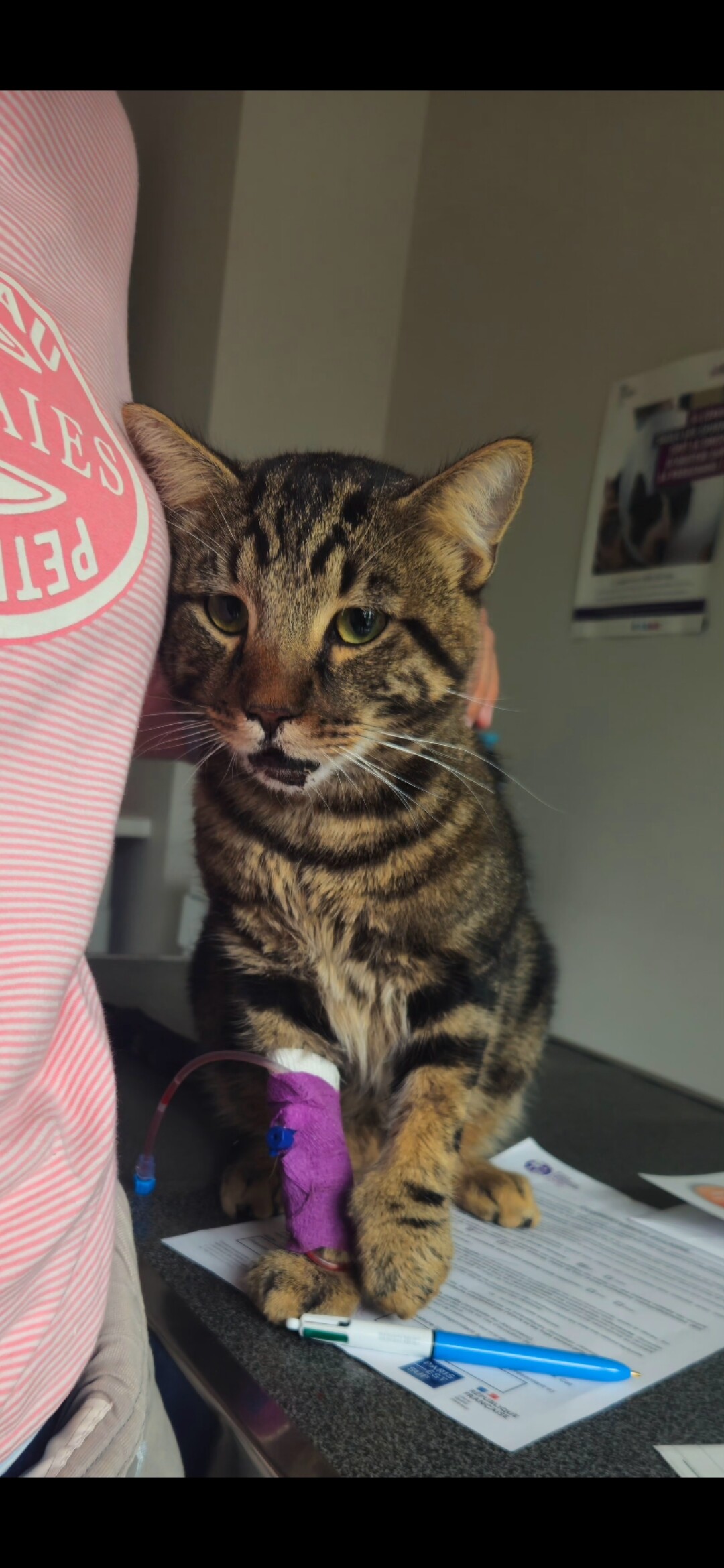 🐱❤️ AIDEZ NOUS À SAUVER NOISETTE 11 MOIS URGENCE VÉTÉRINAIRE