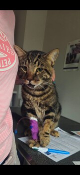 🐱❤️ AIDEZ NOUS À SAUVER NOISETTE 11 MOIS URGENCE VÉTÉRINAIRE