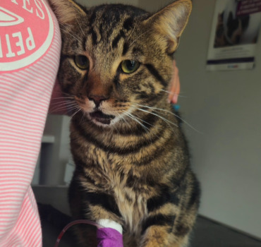 🐱❤️ AIDEZ NOUS À SAUVER NOISETTE 11 MOIS URGENCE VÉTÉRINAIRE