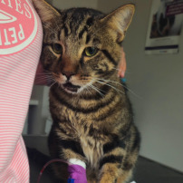 🐱❤️ AIDEZ NOUS À SAUVER NOISETTE 11 MOIS URGENCE VÉTÉRINAIRE