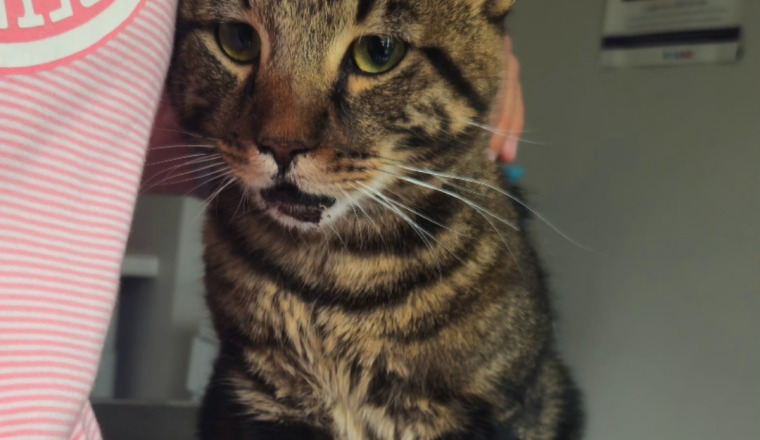 🐱❤️ AIDEZ NOUS À SAUVER NOISETTE 11 MOIS URGENCE VÉTÉRINAIRE