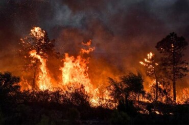 Urgence incendies en Algérie