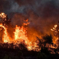 Urgence incendies en Algérie