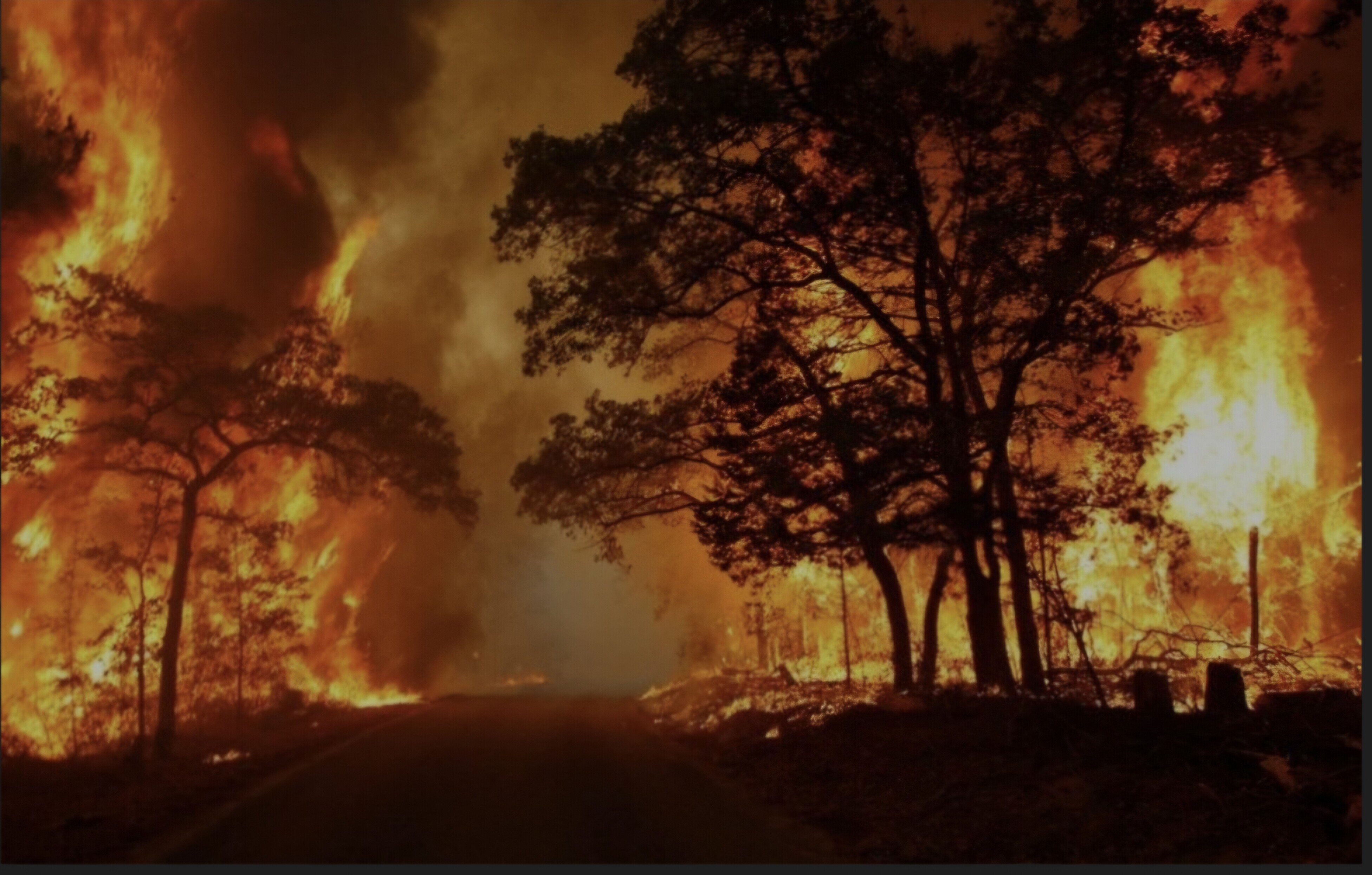 Soutenons les sinistrés des incendies en Algérie 