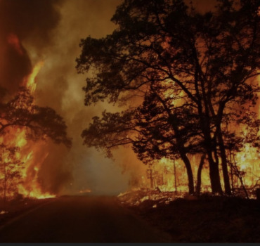 Soutenons les sinistrés des incendies en Algérie 