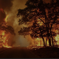 Soutenons les sinistrés des incendies en Algérie 