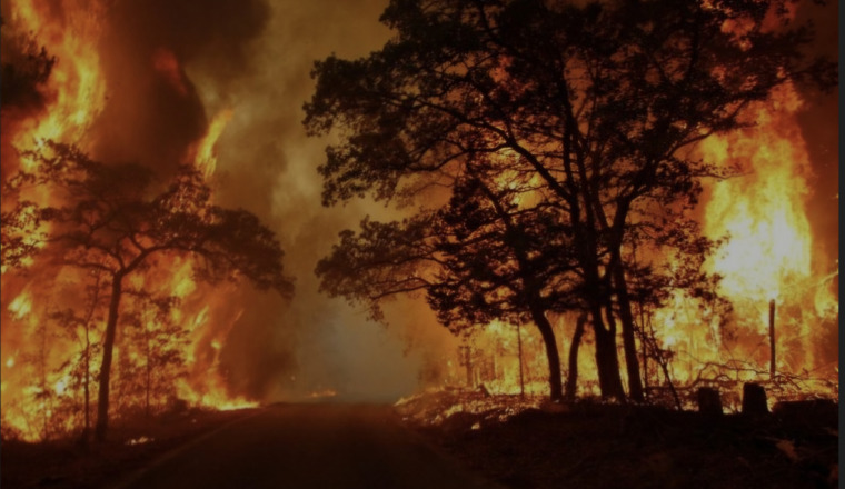 Soutenons les sinistrés des incendies en Algérie 