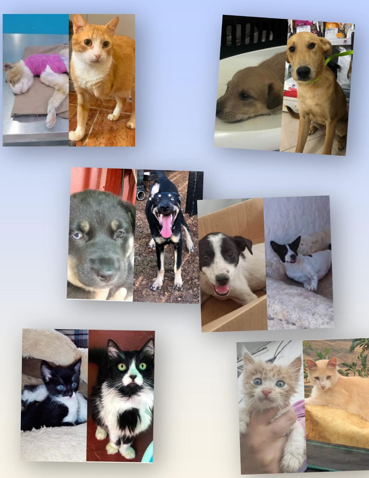 🚨 Gros rapatriement 3 chats et 3 chiens - URGENT 🚨