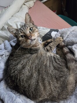 🐾 Un coup de patte pour Mimi : aidons-le à vivre sans douleur ❤️  Mimi a été trouvé errant sur mon 