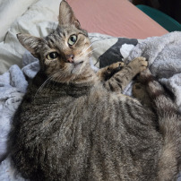 🐾 Un coup de patte pour Mimi : aidons-le à vivre sans douleur ❤️  Mimi a été trouvé errant sur mon 