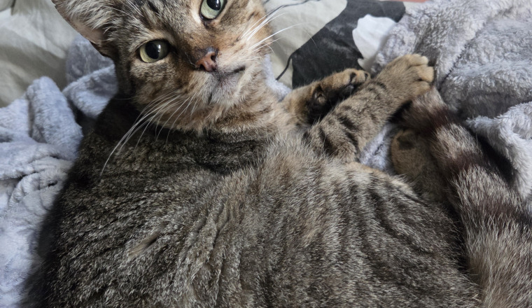 🐾 Un coup de patte pour Mimi : aidons-le à vivre sans douleur ❤️  Mimi a été trouvé errant sur mon 