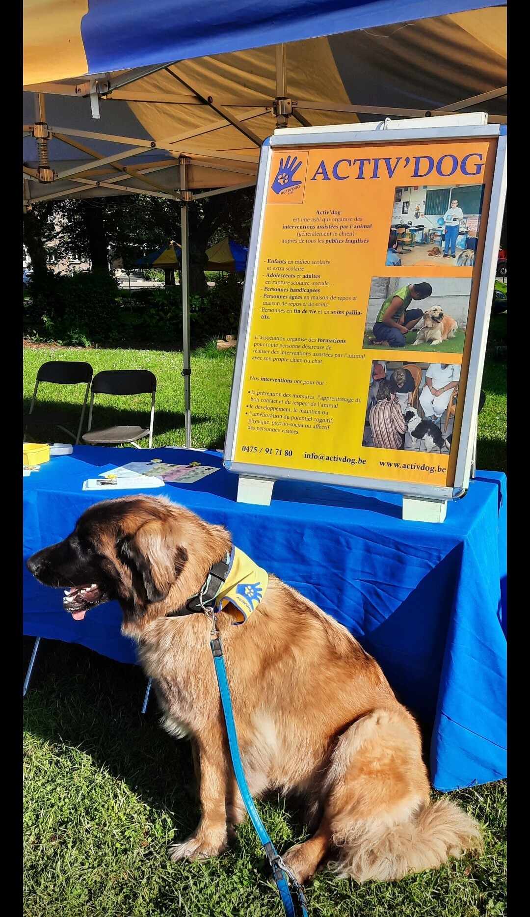 Opération chien d'assistance