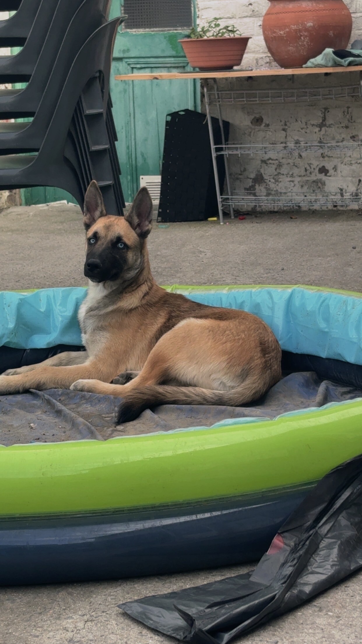 🐾 AIDEZ-NOUS À SAUVER NOTRE BÉBÉ ❤️