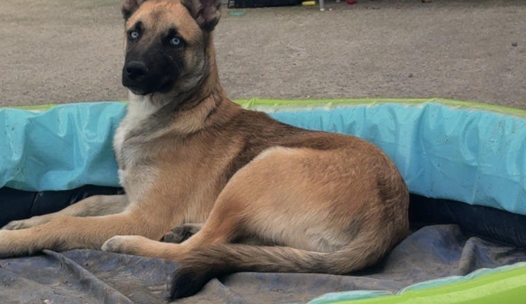 🐾 AIDEZ-NOUS À SAUVER NOTRE BÉBÉ ❤️