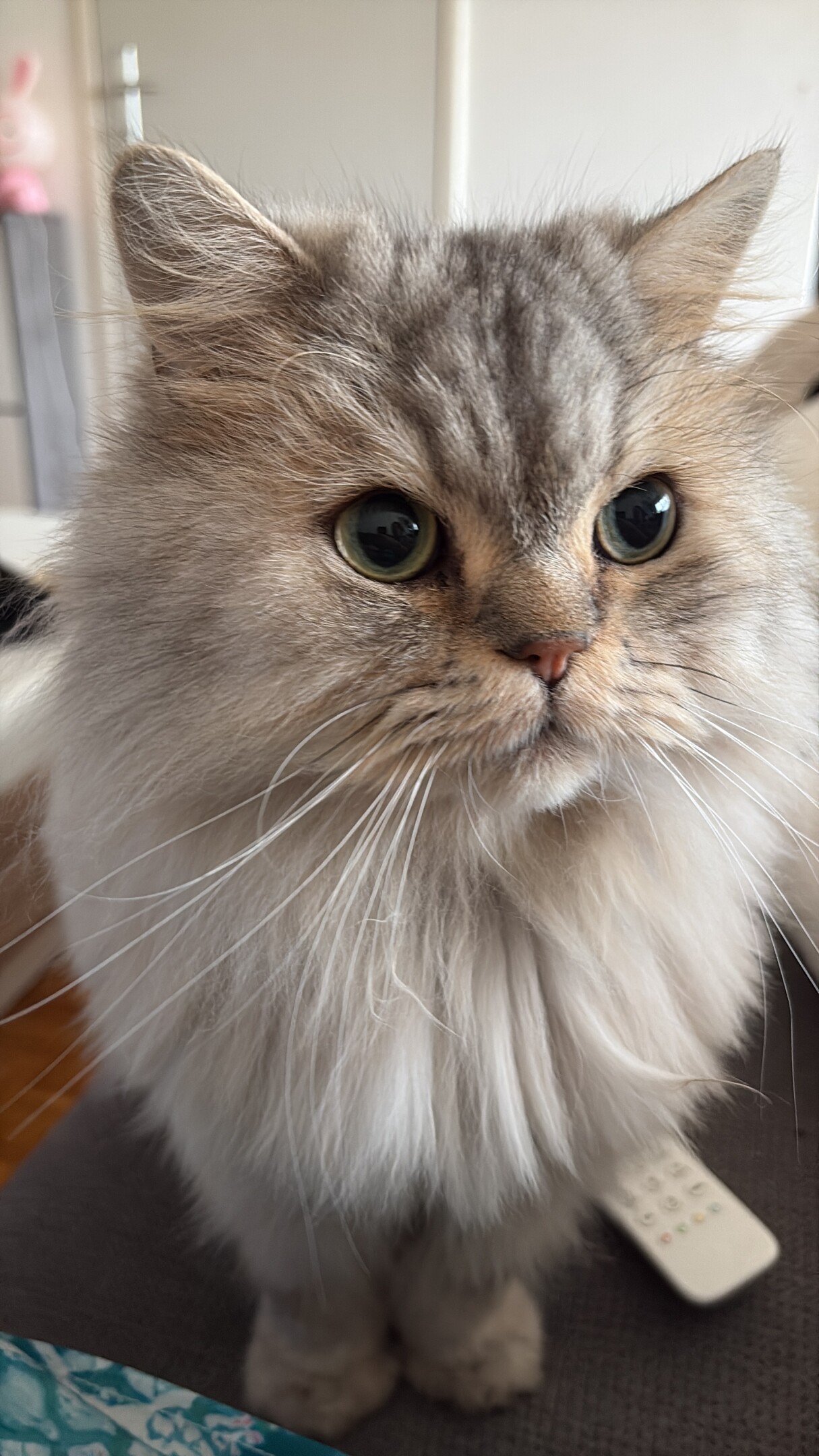 Opération pour mon chat babyloup