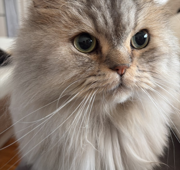 Opération pour mon chat babyloup