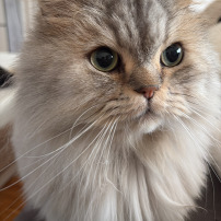 Opération pour mon chat babyloup