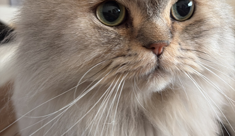 Opération pour mon chat babyloup