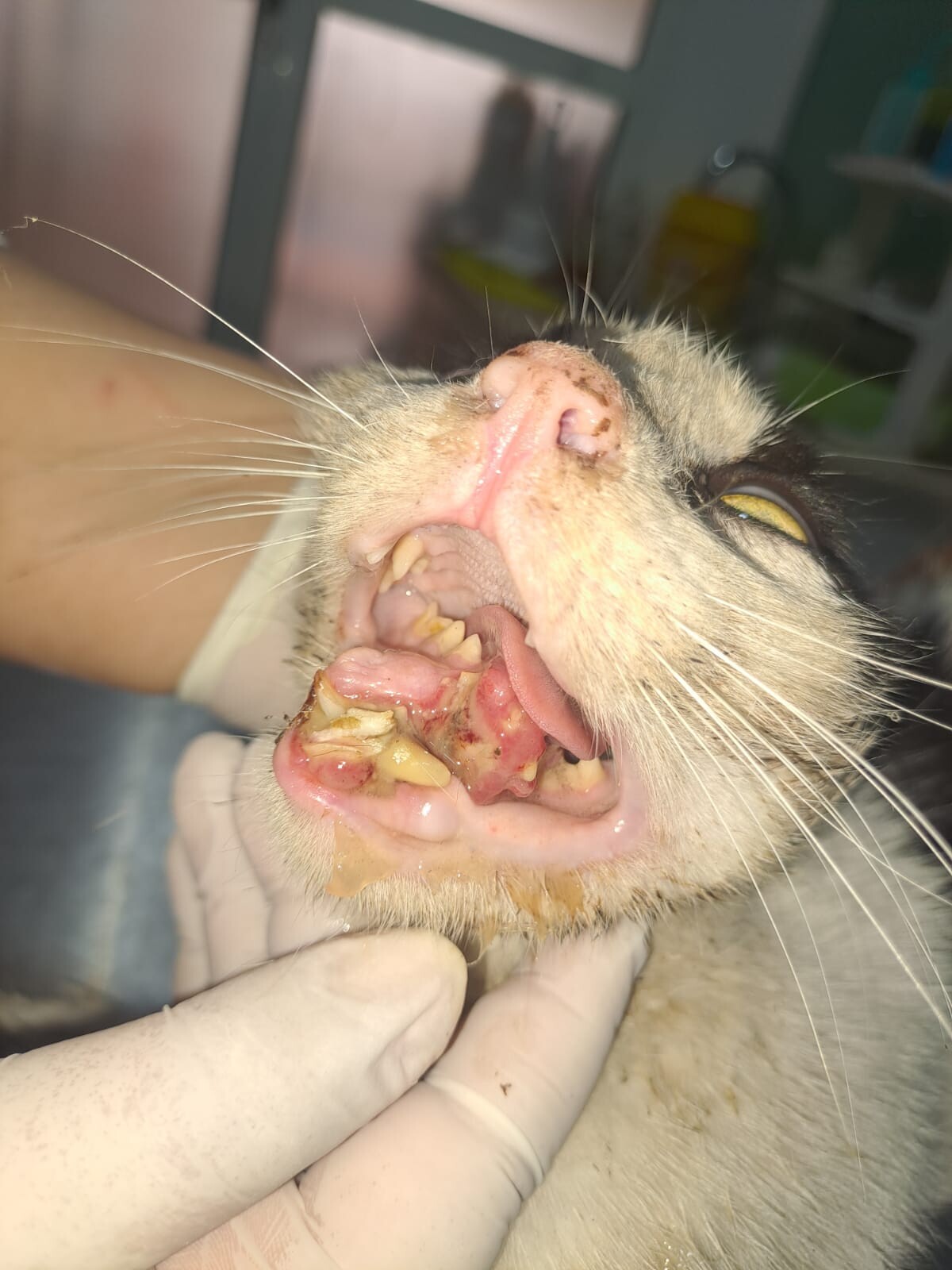 ❤️ Une seconde chance pour un petit chat accidenté