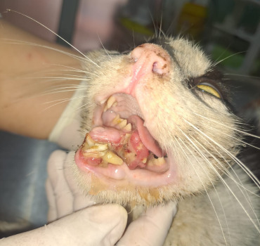 ❤️ Une seconde chance pour un petit chat accidenté