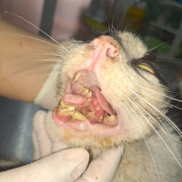 ❤️ Une seconde chance pour un petit chat accidenté