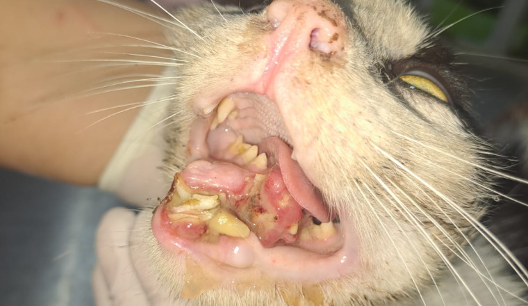 ❤️ Une seconde chance pour un petit chat accidenté
