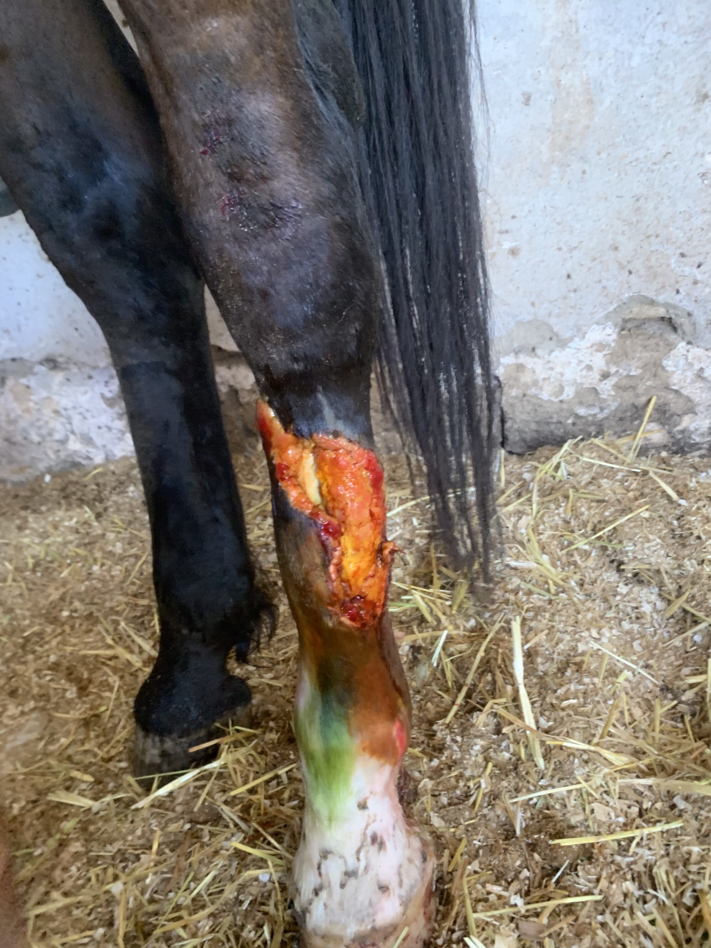 Image justificative de la cagnotte