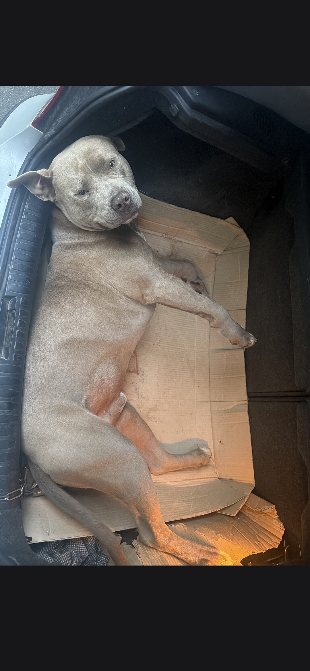 Koda, perro con 2 patas delanteras fracturadas