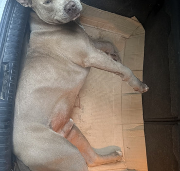 Koda, chien aux 2 pattes avant fracturees