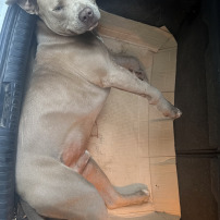 Koda, chien aux 2 pattes avant fracturees