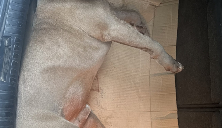 Koda, perro con 2 patas delanteras fracturadas