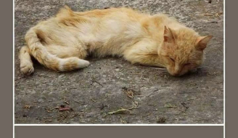 Image justificative de la cagnotte