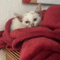 SOS ANIMAUX GUADELOUPE, SANS FAMILLES D’ACCUEILS, PAS DE SAUVETAGES 💔