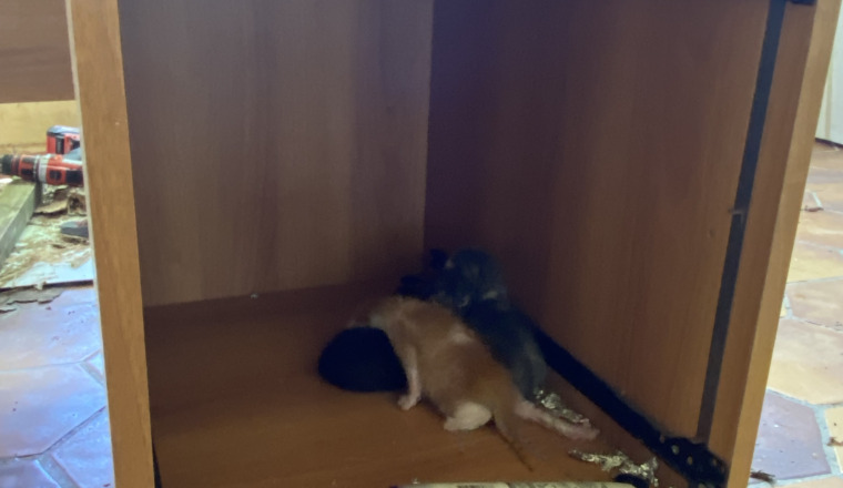 Image justificative de la cagnotte