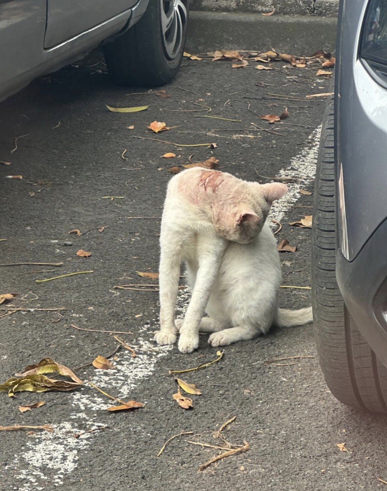 Image justificative de la cagnotte