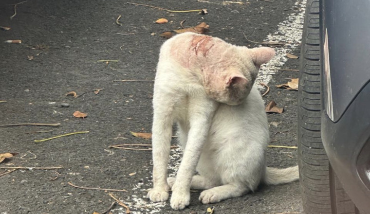 Image justificative de la cagnotte