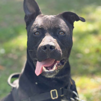 SAVE ARON FROM EUTHANASIA