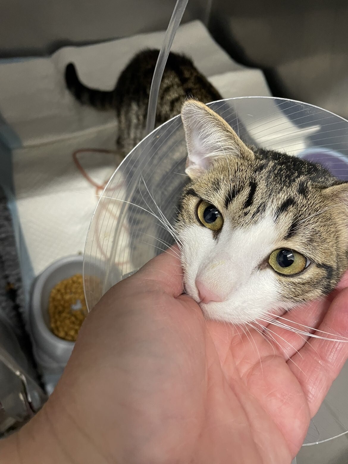 Ayudemos a Tigrou a recuperar su vida de gato junto a su familia