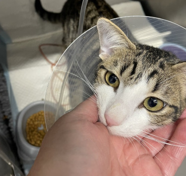 Aidons tigrou à retrouver sa vie de chat auprès de sa famille