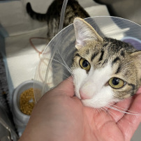 Aidons tigrou à retrouver sa vie de chat auprès de sa famille