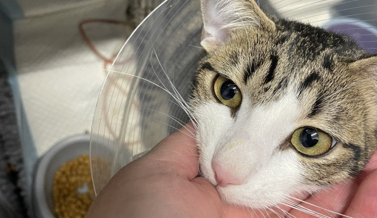 Ayudemos a Tigrou a recuperar su vida de gato junto a su familia