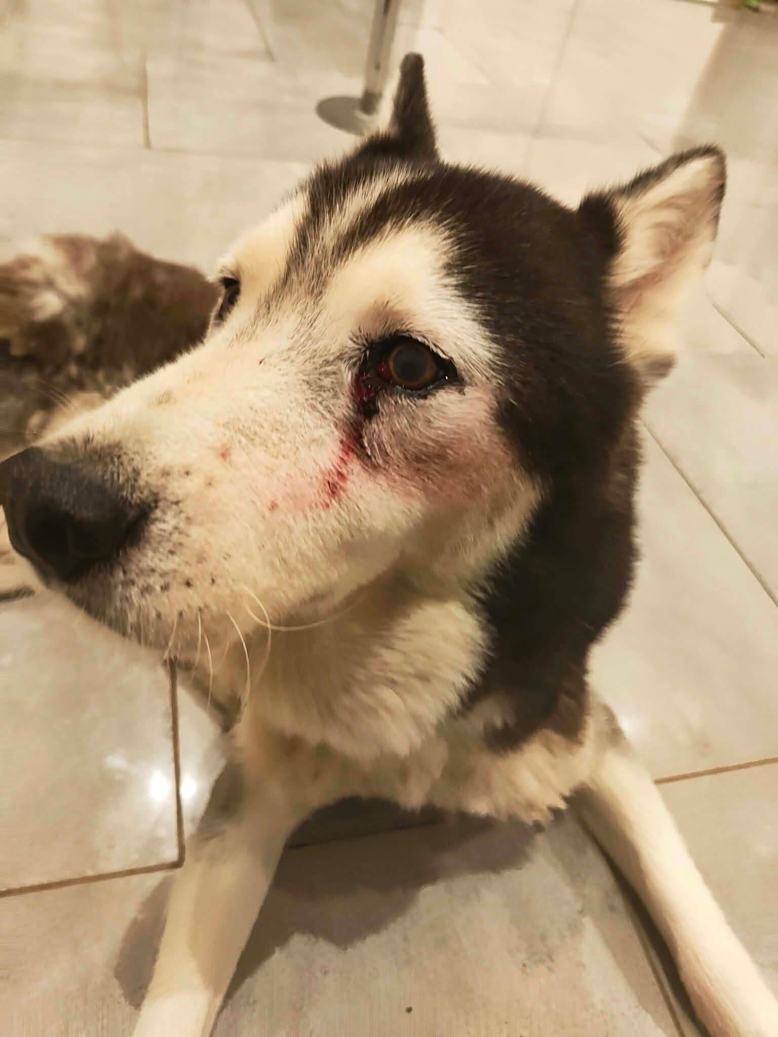 SAM, husky de 10 años, necesita ser operado